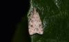 Scoparia sp.